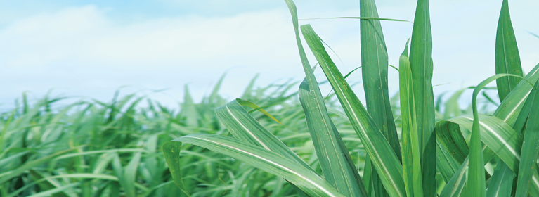 Chính sách nông nghiệp