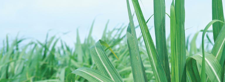 Cơ cấu tổ chức