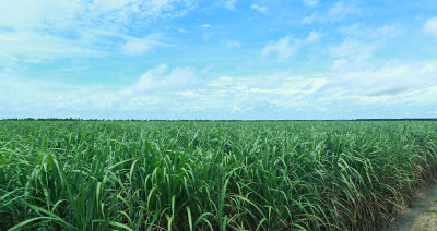 Vùng nguyên liệu