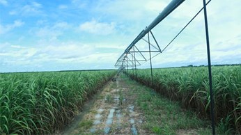 Vùng nguyên liệu hệ thống BHS Vùng nguyên liệu hệ thống BHS