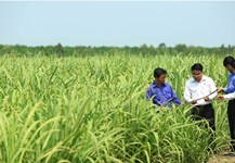 Kiểm tra sâu bệnh mía