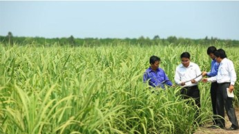 Kiểm tra sâu bệnh mía Kiểm tra sâu bệnh mía