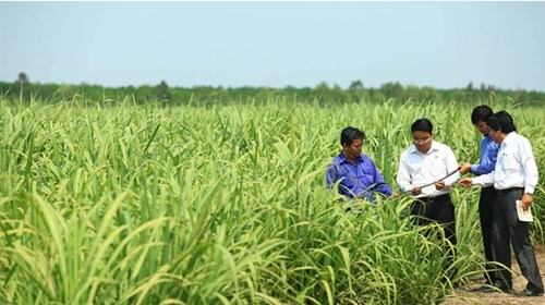 Lãnh đạo kiểm tra chất lượng giống mía