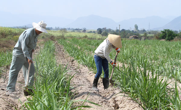 Hướng dẫn kỹ thuật trồng dặm cho mía