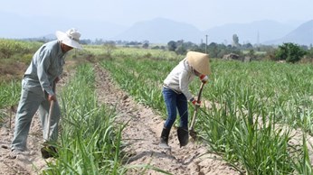 Hướng dẫn kỹ thuật trồng dặm cho mía Hướng dẫn kỹ thuật trồng dặm cho mía