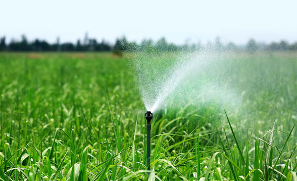 Chăm sóc mía giai đoạn vươn lóng