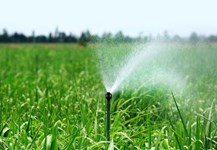 Chăm sóc mía giai đoạn vươn lóng