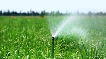 Chăm sóc mía giai đoạn vươn lóng Chăm sóc mía giai đoạn vươn lóng