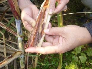 Bọ hung hại mía