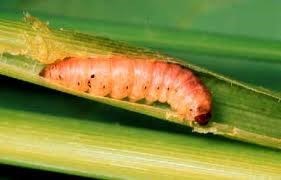 Sâu đục thân hồng