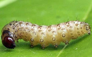 Sâu đục thân 4 vạch