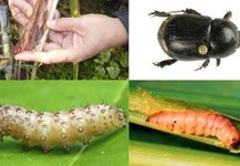 Đặc điểm sâu bệnh hại mía