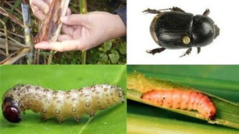 Đặc điểm sâu bệnh hại mía Đặc điểm sâu bệnh hại mía