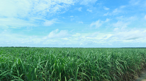 Đồng Nai xây dựng cánh đồng mẫu trồng mía