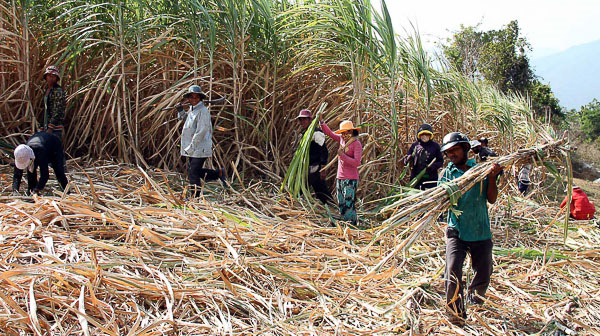 nông dân trồng mía tăng thu nhập