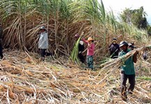 nông dân trồng mía tăng thu nhập