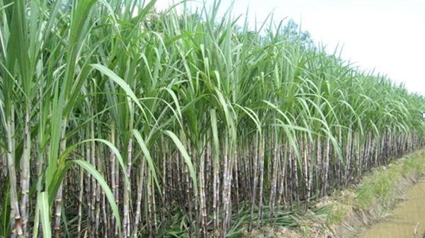 Hiệu quả từ cánh đồng lớn đối với cây mía