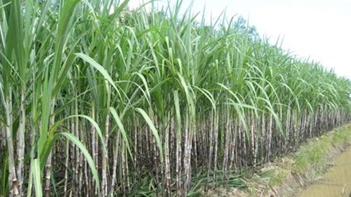 Cánh đồng mía lúc lớn