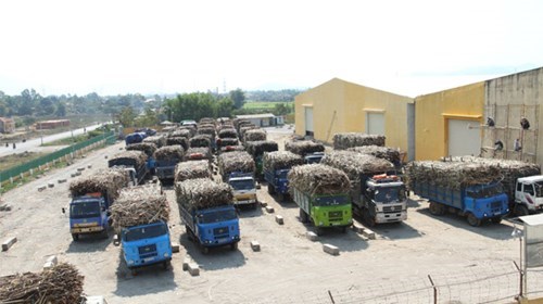 Tập kết bã mía tại nhà máy BHS Ninh Hoà