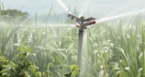 Hỗ trợ 2 tỷ đồng kéo đường điện hạ thế để nông dân tưới mía