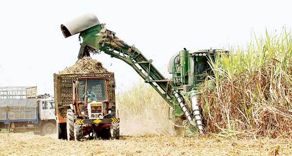 Nông dân “chết”,  nhà máy mía đường cũng đóng cửa