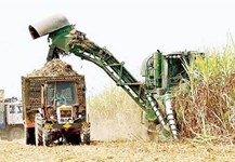 Các mô hình canh tác mía hiệu quả ứng phó với biến đổi khí hậu