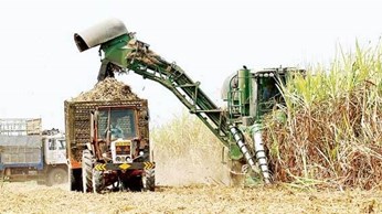 Nông dân “chết”,
nhà máy mía đường cũng đóng cửa Nông dân “chết”,
nhà máy mía đường cũng đóng cửa