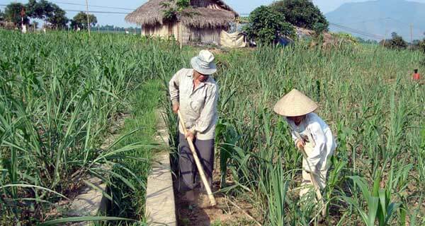 Bài toán khó của ngành Mía đường