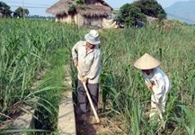 Bài toán khó của ngành Mía đường