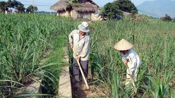 Bài toán khó của ngành Mía đường Bài toán khó của ngành Mía đường