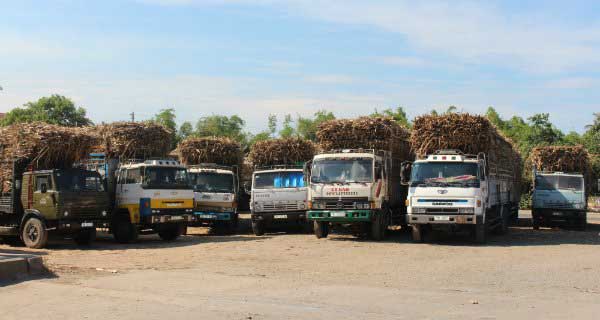 85.000 tấn đường trong hạn ngạch nhập khẩu đã có chủ