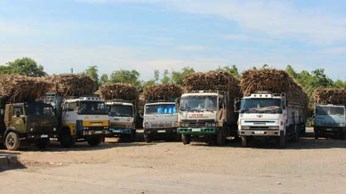 Vào vụ mía mới, giá mía nguyên liệu tăng Vào vụ mía mới, giá mía nguyên liệu tăng