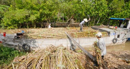 Niên vụ 2015 - 2016, thu mua gần 600.000 tấn mía
