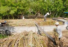 Niên vụ 2015 - 2016, thu mua gần 600.000 tấn mía