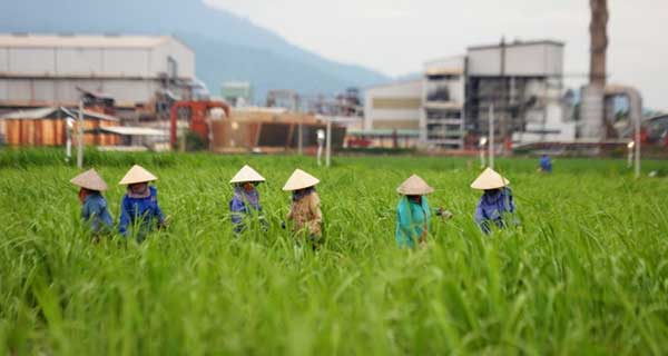 Mía đường gặp khó với biến đổi khí hậu