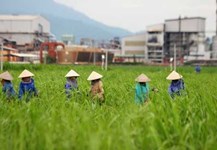 Mía đường gặp khó với biến đổi khí hậu