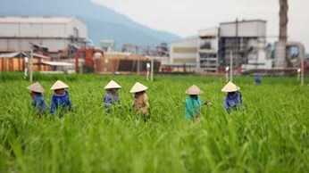 Mía đường gặp khó với biến đổi khí hậu Mía đường gặp khó với biến đổi khí hậu