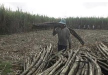 Tây Ninh rút ngắn thời gian thu hoạch mía để giảm thiệt hại cho nông dân