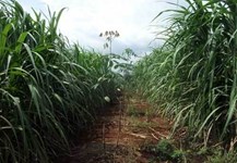 Cho mía “sống chung” với cao su