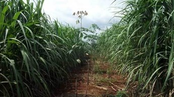 Cho mía “sống chung” với cao su Cho mía “sống chung” với cao su