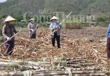 Dự báo cung - cầu và giá đường tiếp tục căng thẳng