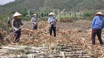 Dự báo cung - cầu và giá đường tiếp tục căng thẳng Dự báo cung - cầu và giá đường tiếp tục căng thẳng