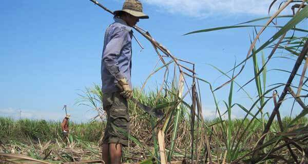 VSSA đề xuất bảo hộ ngành mía đường đến sau 2018