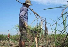 VSSA đề xuất bảo hộ ngành mía đường đến sau 2018