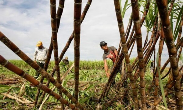 Nhiều giải pháp nâng cao hiệu quả ngành mía đường