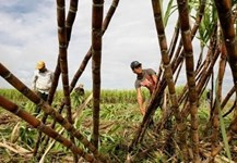 Nhiều giải pháp nâng cao hiệu quả ngành mía đường