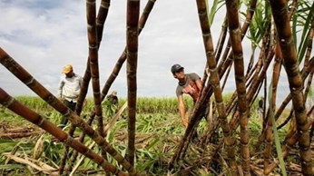 Nhiều giải pháp nâng cao hiệu quả ngành mía đường Nhiều giải pháp nâng cao hiệu quả ngành mía đường