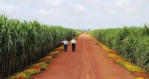 Mô hình "Bờ hoa, ruộng mía" mang lại hiệu quả cao ở nông Trường Thành Long