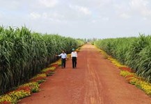 Mô hình "Bờ hoa, ruộng mía" mang lại hiệu quả cao ở nông Trường Thành Long