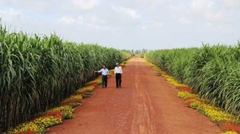 Mô hình "Bờ hoa, ruộng mía" mang lại hiệu quả cao ở nông Trường Thành Long Mô hình "Bờ hoa, ruộng mía" mang lại hiệu quả cao ở nông Trường Thành Long
